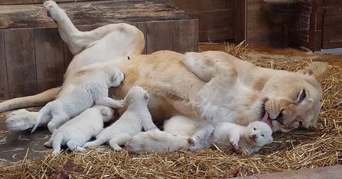 Incredibly Rare White Lion Quintuplets with Their Mother, Absolutely Stunning at the Zoo (Video)