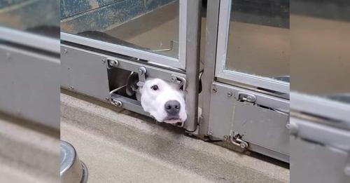 Despondent Dog Remains at Shelter While All Her Companions Find Forever Homes