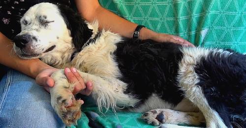 The dog falls asleep on the rescuer’s lap once she understands she’s been saved