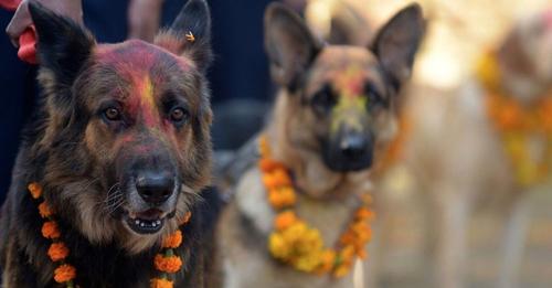 In Nepal, an annual festival is held to thank dogs for being our companions