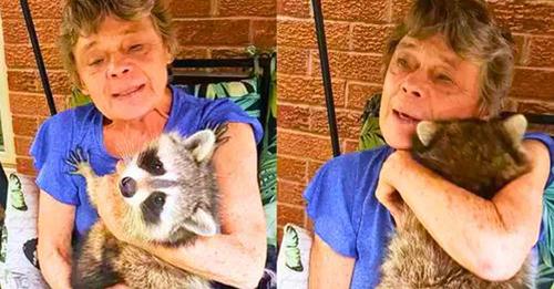 Raccoon keeps visiting his foster mom, even though it’s 3 years after being released back into the wild!