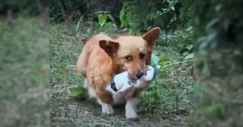 Desperate Dog Holds Her Pup In Mouth, While Pleading For Help From People