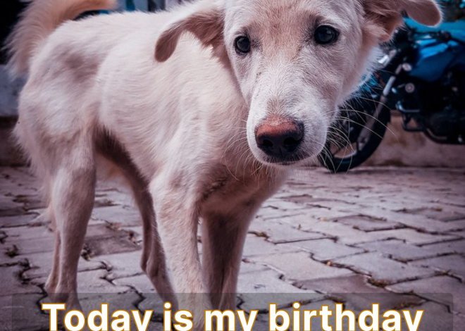 Today is my birthday, and I’m feeling quite down because no one has remembered to send me birthday wishes