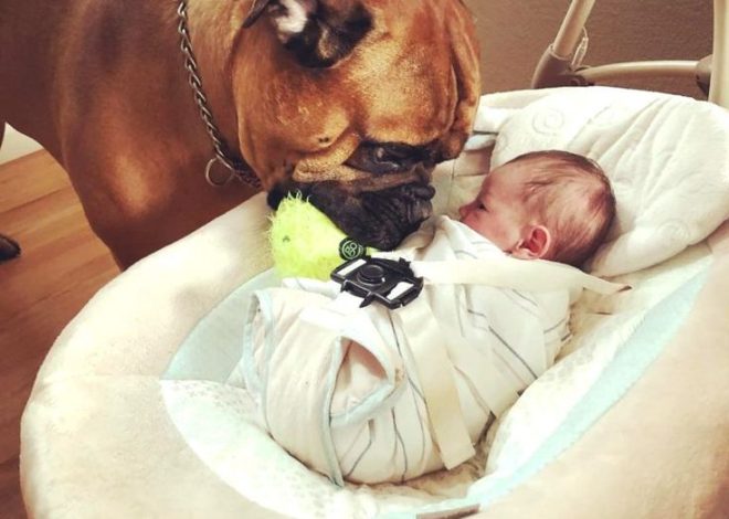 In a moving show of love, Mika the dog generously gave its cherished toys to the newborn baby, a heartfelt gesture that deeply moved the hearts of millions across the globe.