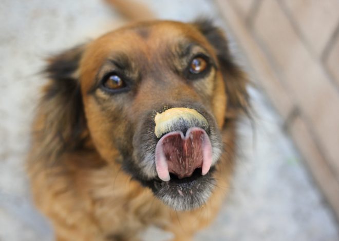 Why Do Dogs Adore Peanut Butter So Much? Plus Vet-Approved Enrichment Ideas