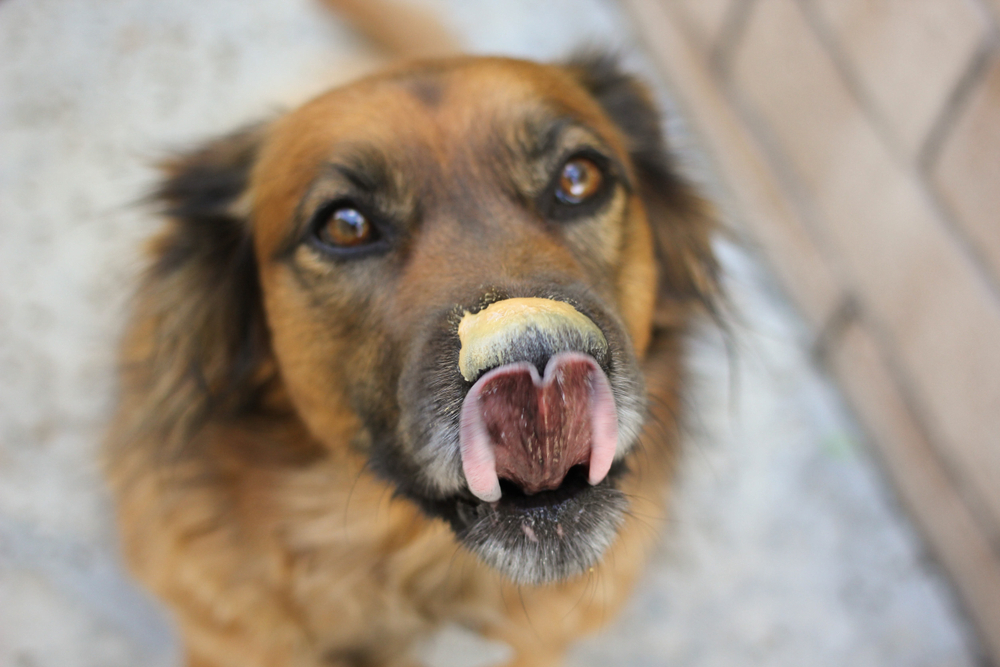 Why Do Dogs Adore Peanut Butter So Much? Plus Vet-Approved Enrichment Ideas