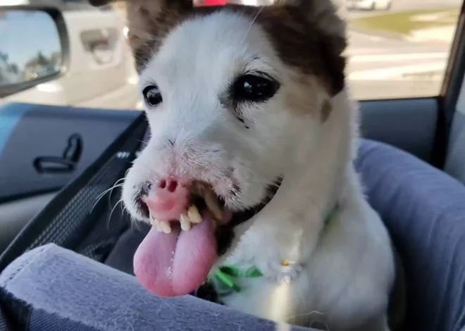 Dog Without Nose Finds Family Who Thinks She’s Perfect