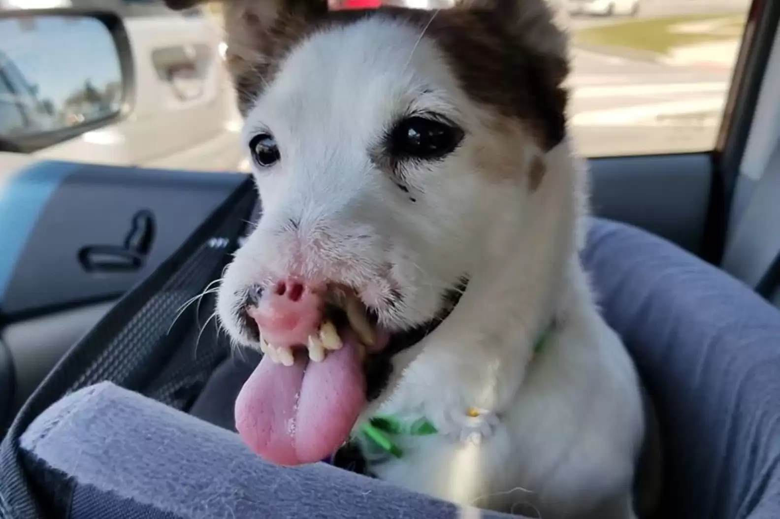 Dog Without Nose Finds Family Who Thinks She’s Perfect