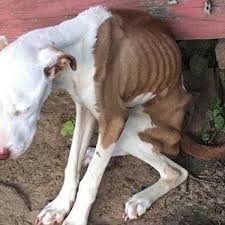 Dog is ‘fortunate to survive’ after enduring three months of hunger in owner’s backyard