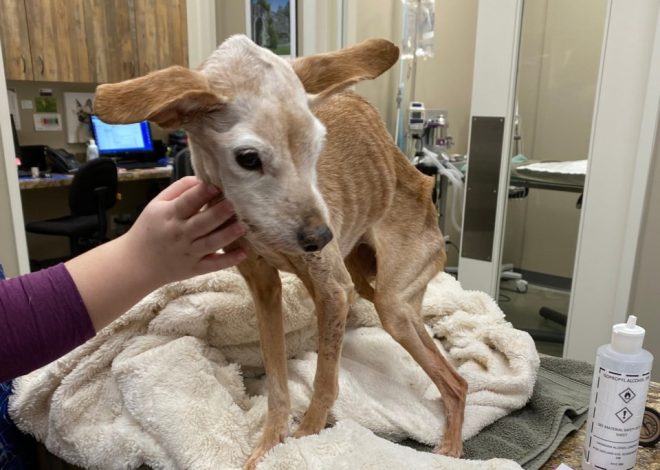 Emaciated dog serves as a reminder to check on your neighbors, says Southern Alberta Rescue group