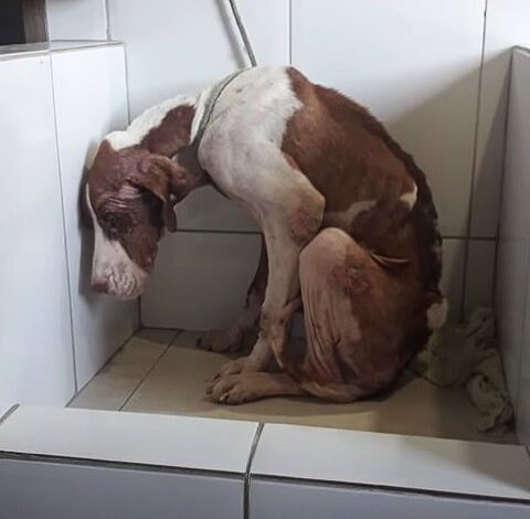 Cute Dog Left by the Road Struggles to Survive Until Heroic Rescuers Arrive