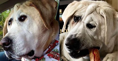 Family Abandons Their Misshapen-Faced Dog, But A Guardian Appears To Make Things Right