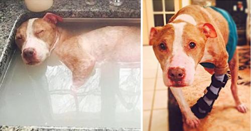 Abused Dog Deserves Every Second Of His Soothing Healing Bath