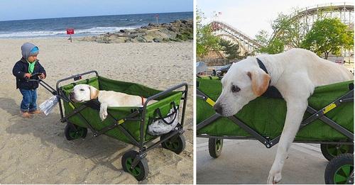 A Boy Brings His Furry Companion On A World Tour Before Saying His Final Goodbye