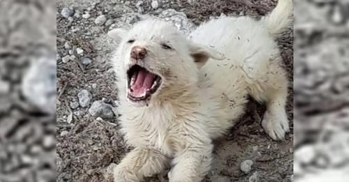 Forsaken Dog Couldn’t Bear Being Left Behind By Another Vehicle And Cried Out