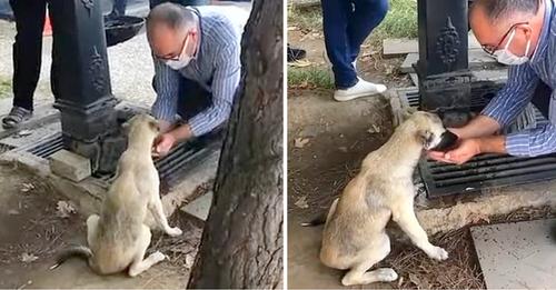 A man gathered water in his hands from a tap to offer a drink to a stray dog. He satisfied her thirst.