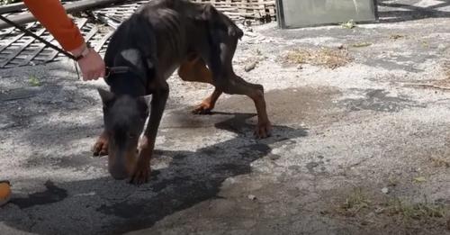 Neglected Doberman Discovered In Poor Condition Shows Joy After Being Saved