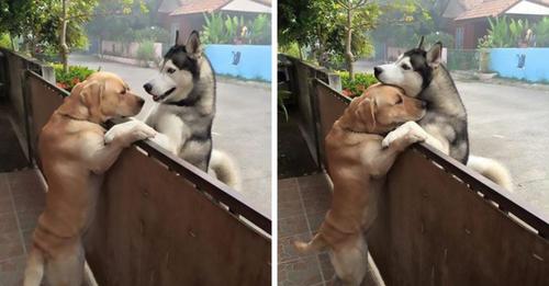 Lonely Husky darts out of the Open Gate to Hug his best Friend over the Fence!