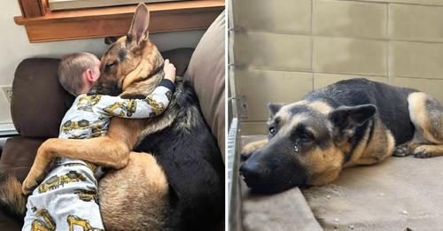 Saved Dog Discovers Happiness in New Home While Protecting Child and Providing Warmth