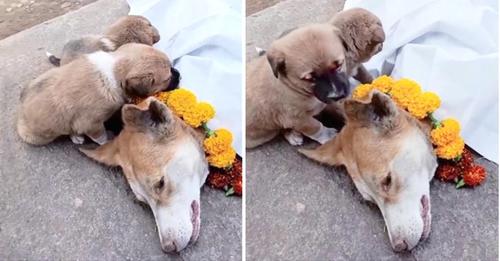 Heartwarming Scene: Two Dogs Say an Emotional Goodbye to Their Sick Mother