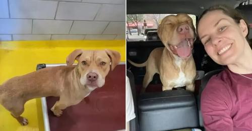 This Pup’s Cute Reaction When He Found Out He Was Leaving the Shelter