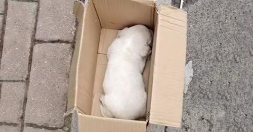 A Gentle Man Rescues a Cold Puppy Discovered in a Cardboard Box