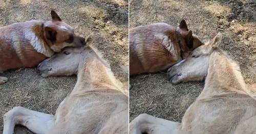 The Dog’s Caring Presence Supported The Foal Through His Sorrow After Losing His Mother