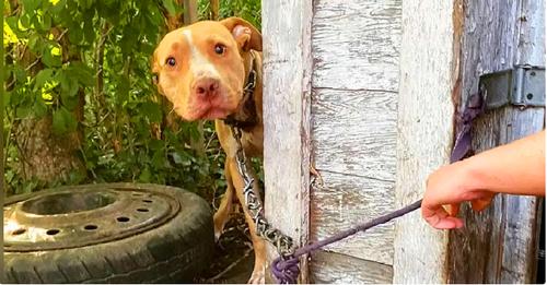 Dog Abandoned and Chained in Backyard Couldn’t Believe He Was Being Rescued