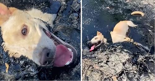 The dog, stuck in toxic molten rubber, was unable to move or call for help