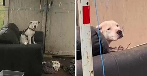 A Lonely Dog Seen Waiting in the Rain for Its Family to Come Back