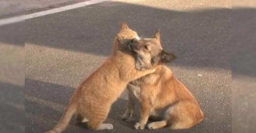 A Stray Cat Comforts a Forsaken Dog as He Anxiously Awaits His Owner’s Return