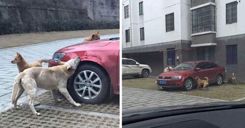 Dog Kicked By Driver Comes Back With A Group Of Friends To Wreck His Car