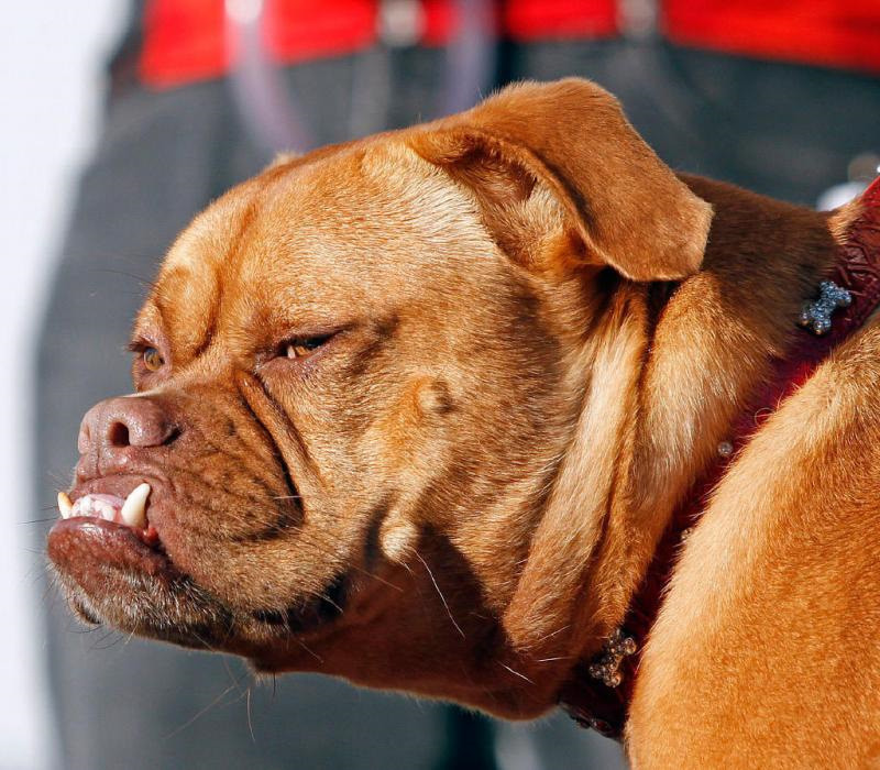 Rocky’s 6th Birthday: The Wrinkled Brow and Underbite That Hide a Heart of Gold