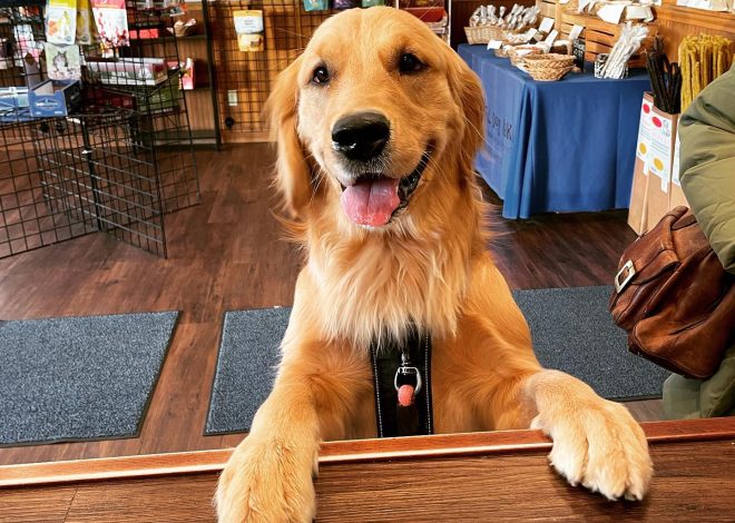 El instante crucial de un perro que se desvanece sin ser notado