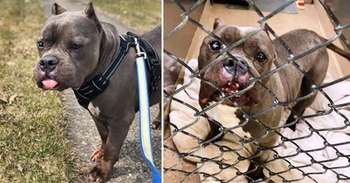 Everyone Laughs At This Shelter Dog For Looking Like A “Hippopotamus,” But He’s Trying To Please Someone