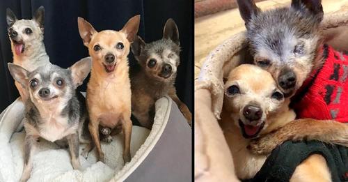 After Nobody Wanted Them, The 4 Elderly And Toothless Chihuahuas Were Put On Kill-list But Finally Adopted Together