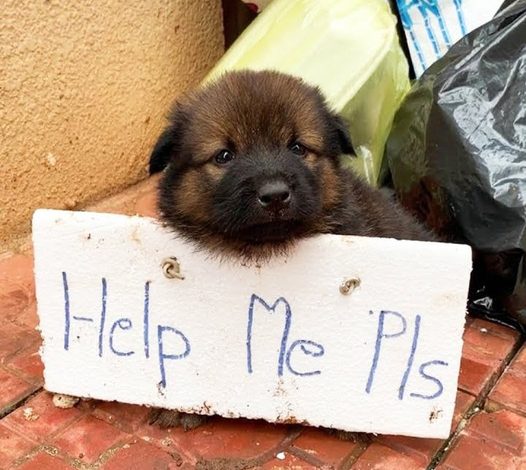 Solitary Puppy Awaits on Road: A Story of Perseverance and Hope