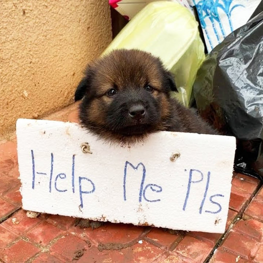 Solitary Puppy Awaits on Road: A Story of Perseverance and Hope