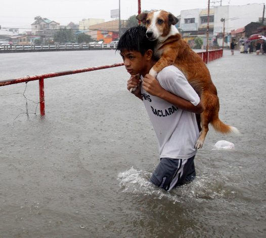 The Inspiring Tale of a Brave Child: 7-Year-Old Saves Stray Dog, Showcasing the Power of Compassion