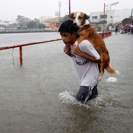 The Inspiring Tale of a Brave Child: 7-Year-Old Saves Stray Dog, Showcasing the Power of Compassion