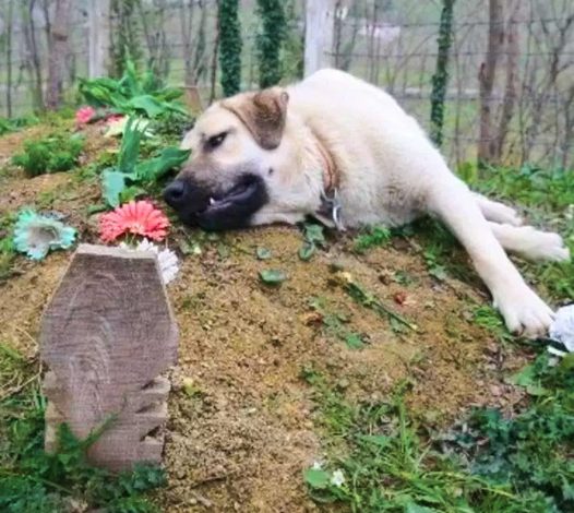 Unbreakable Connection: Faithful Dog’s Daily Watch by Owner’s Grave Touches Hearts with Deeply Moving Loyalty