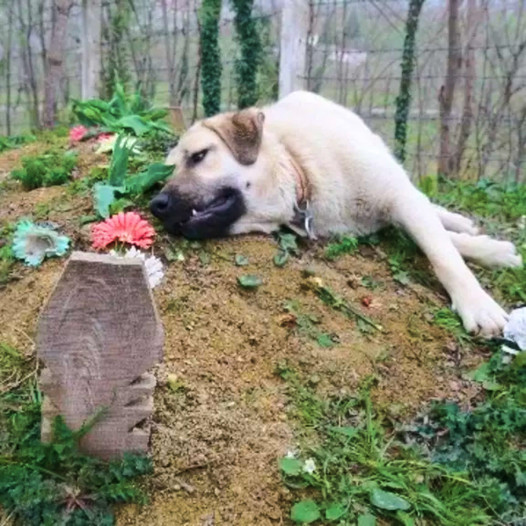 Unbreakable Connection: Faithful Dog’s Daily Watch by Owner’s Grave Touches Hearts with Deeply Moving Loyalty