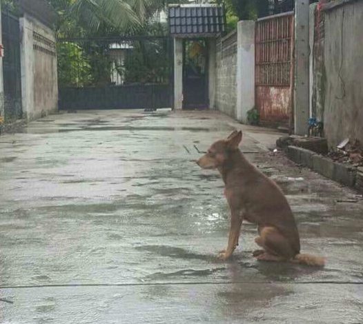 Deserted But Devoted: The Steadfast Loyalty of a Dog Who Waits