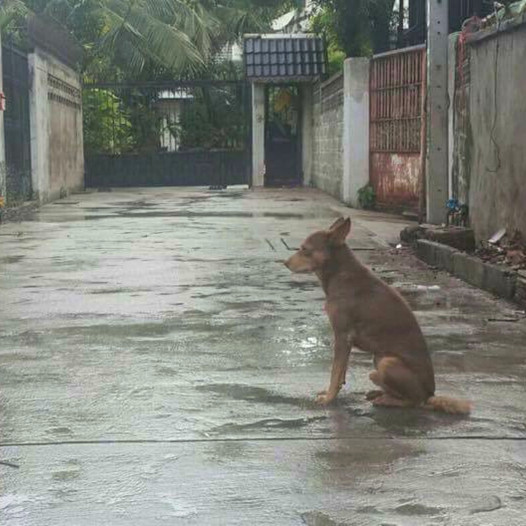 Deserted But Devoted: The Steadfast Loyalty of a Dog Who Waits