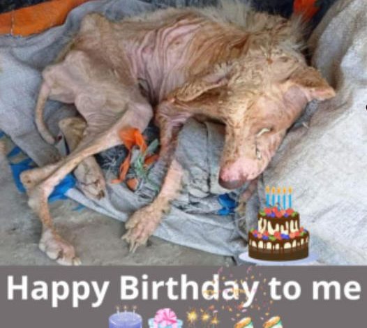 We solemnly recognize the birthday of a dog lying on the ground, emaciated, dehydrated, with a rope around its neck, neglected and alone