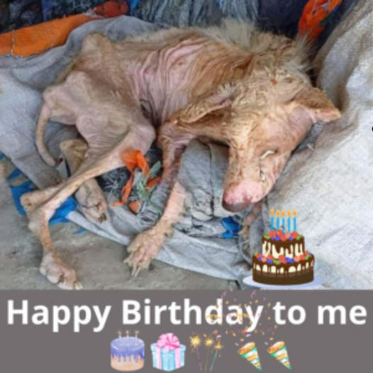 We solemnly recognize the birthday of a dog lying on the ground, emaciated, dehydrated, with a rope around its neck, neglected and alone