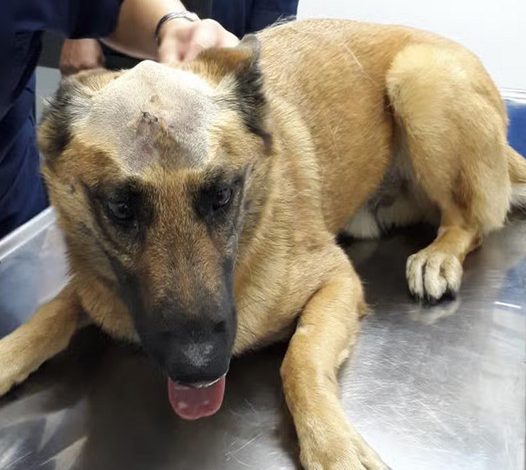 Rocky’s 6th Birthday: A Touching Tale of a German Shepherd with a Serious Head Injury and a Wonderful New Start