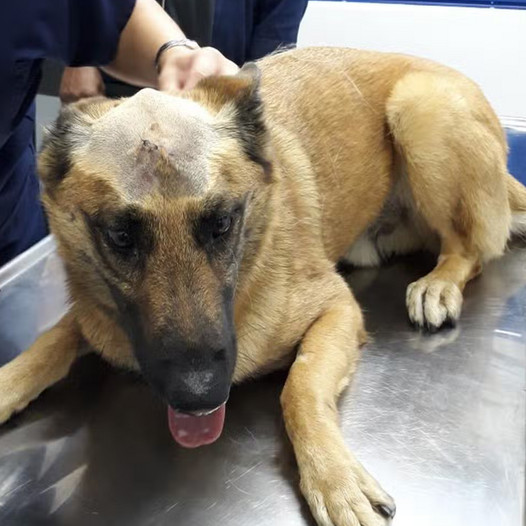 Rocky’s 6th Birthday: A Touching Tale of a German Shepherd with a Serious Head Injury and a Wonderful New Start