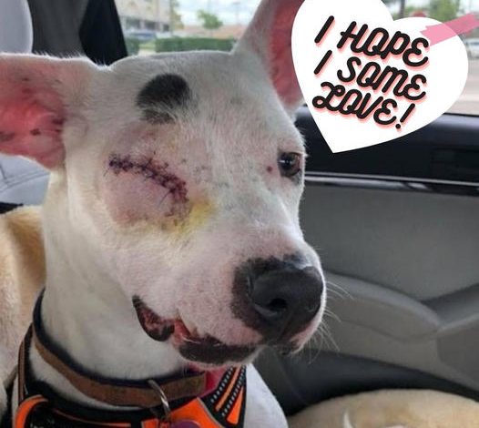 The dog, once mistreated and with just one eye, is now living the best life possible