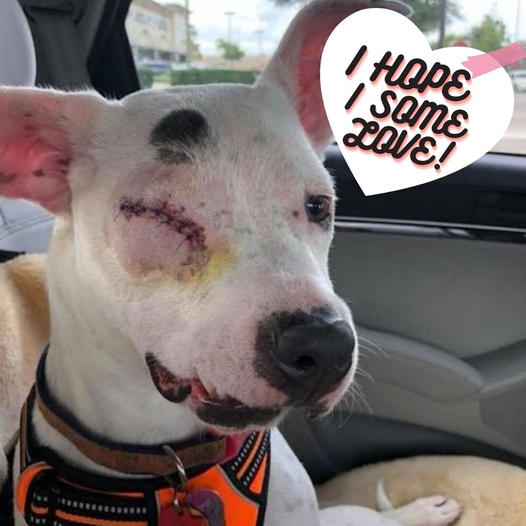 The dog, once mistreated and with just one eye, is now living the best life possible